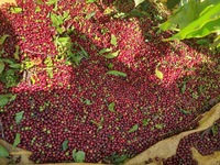 Café Vert Robusta PHALCO de Haute Qualité Grade 1 Tamis 16/18 Vietnam Meilleur Prix Prêt à l'Exportation en Sac de Jute