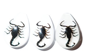 Cabochon Black Scorpion Pear Shape Cut <b>Top</b> 33x22 mm White Flat Bottom for Crafts and Jewelry Making - Product Image 4