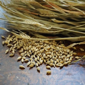 Grains d'orge naturels de bonne qualité, aspect propre et utilisation polyvalente pour l'alimentation, l'alimentation animale et le traitement industriel - Product Image 3