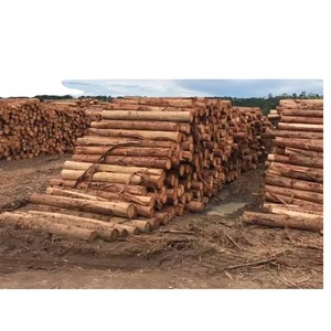 Madera de Troncos de Primera Calidad para Construcción, Fabricación de Muebles y Aplicaciones Industriales de Procesamiento de Madera - Product Image 6