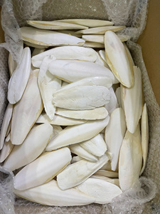 Quality Natural Dried <b>Cuttlefish</b> Bone Squid Bone for Parrots at Factory - Product Image 3