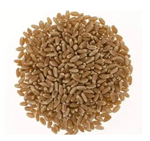 Suministro a Granel de Primera Calidad, Trigo Duro de Alta Calidad, Grado Alimenticio, Disponible en Stock, Servicio OEM, Exportación - Product Image 5