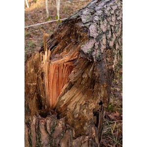 Corteza de madera de grado comercial con propiedades confiables de retención de humedad y supresión de malezas - Product Image 1