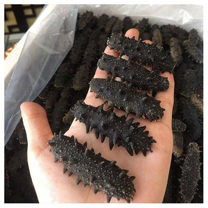 Pepino de mar seco / Pepino de mar deshidratado en venta - Product Image 5