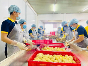 Durian Ri6 Congelado IQF de Primera Calidad, Calidad de Exportación de Vietnam, Suministro a Granel - Product Image 3
