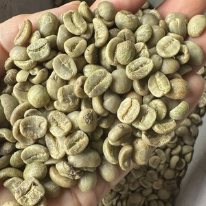 Granos de Café Verde Arábica Vietnamita Procesados con Miel, Tamaño 18, Granos de Café Crudos, Café Orgánico, Exportación a Granel, Proveedor de Café Premium - Product Image 2