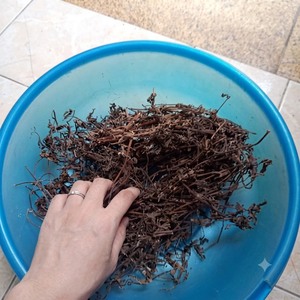 Natural <b>Dried</b> <b>Grass</b> Jelly Leaves Vietnam Mesona Chinensis Low Impurity Bulk Raw Supply - Product Image 3