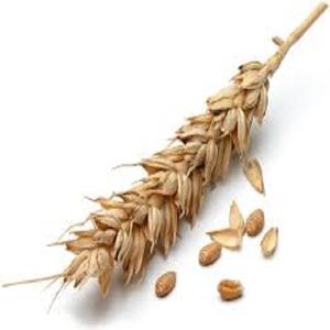 Blé de qualité et farine de blé à vendre avec livraison gratuite - Product Image 1