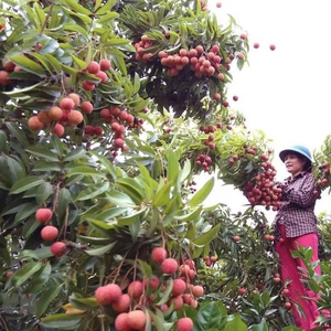 Lichi Congelado 2026, Sabor Fresco, Calidad de Exportación, Proveedor - Product Image 1