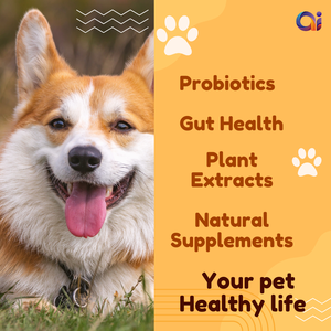 Poudre de soutien nutritionnel probiotique végétalien de qualité supérieure pour chiens chats supplément de santé avancé suppléments de soins de santé pour animaux de compagnie - Product Image 6