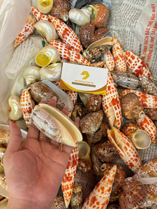 ผู้จัดจำหน่ายเปลือกหอยธรรมชาติแบบขายส่งจำนวนมากสำหรับทำเครื่องประดับ งานฝีมือ ตกแต่ง และของตกแต่งชายหาด - Product Image 6