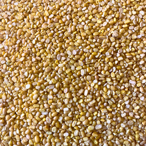 Lentejas Moong Dal Amarillas, Grado Común, Frescas y Partidas |   Frijol Mung en Granel 30 kg |   Marca Kyaari, Exportador de India, 12 Meses de Vida Útil, Normal - Product Image 1