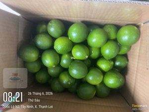Citron vert sans pépins de qualité export – Origine Vietnam, agrumes frais de première qualité pour les marchés mondiaux - Product Image 1