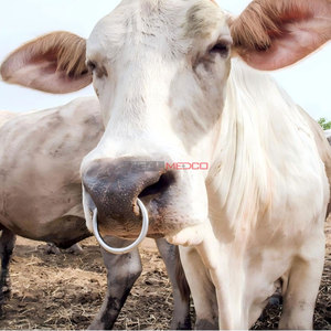 Premium Stainless Steel Bull <b>Nose</b> <b>Rings</b> for Cattle Strong Durable Livestock <b>Nose</b> <b>Rings</b> Bulls Cows Reliable Husbandry Accessory - Product Image 5