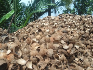 โรงงานเวียดนาม ผลิตภัณฑ์เปลือกมะพร้าวดิบ เปลือกมะพร้าวธรรมชาติ วัตถุดิบจำนวนมากสำหรับงานฝีมือ ผู้จัดจำหน่ายถ่านสำหรับส่งออก - Product Image 4