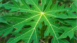 ดอกมะละกอตากแห้งแบบพรีเมี่ยม-ธรรมชาติออร์แกนิกและปริมาณมาก - Product Image 5