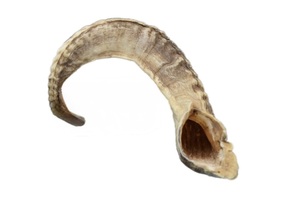 เขาแกะแท้ ขัดเงาอย่างดี สำหรับตกแต่งและงานฝีมือ คุณภาพสูง - Product Image 4