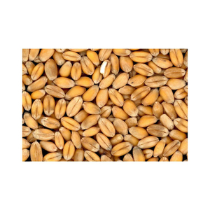 Fournisseur de céréales de blé entier biologique de première qualité à vendre à prix avantageux - Product Image 4