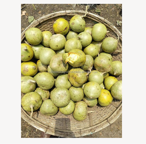Pomme de bois fraîche (fruit de Bael) de qualité supérieure, fruit tropical naturel, vente en gros, fournisseur d'exportation du Bangladesh - Product Image 1