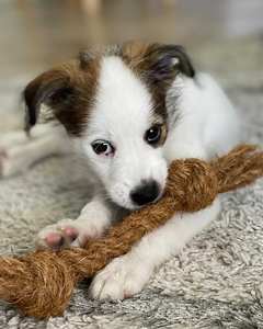 Cuerda Masticable para Perros de Fibra de Coco Ecológica, Biodegradable, Duradera, Vegana, Apta para Todos los Perros, Venta al por Mayor VIETNAM ANGLE - Product Image 3