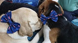 Indian Manufacturer Dog Bows <b>Hair</b> Accessories Cotton Foam Dog <b>Hair</b> Bow Premium Quality Pet Accessories - Product Image 5