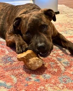 ของเล่นเคี้ยวสำหรับสุนัข รูปทรงคลาสสิกทันสมัย ทำจากไม้กาแฟธรรมชาติ ทนทาน เป็นมิตรกับสิ่งแวดล้อม กันน้ำ บรรจุกล่อง ใช้ทำความสะอาดฟันได้ทุกวัน - Product Image 4