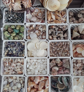[FOURNISSEUR PRINCIPAL] Cabochon plat en coquille de Paua naturelle |   Coquille d'ormeau irisée polie, écologique et faite à la main pour la création de bagues DIY - Product Image 6