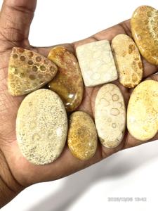 Coral Amarillo Natural, Gema Suelta, Cabujón, Formas y Tamaños Variados, 20 a 30 mm Aprox. - Product Image 5