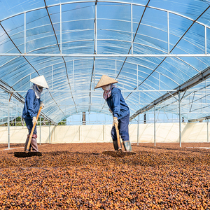 Café Vert Robusta de Qualité Exportation, Meilleures Ventes, Prix Compétitif, Traitement Naturel et Propre S18, Emballage en Vrac - Product Image 5