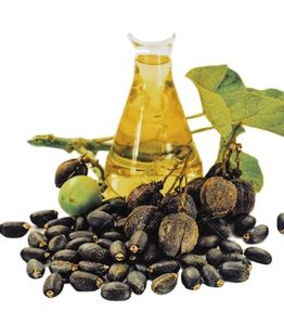 Semillas de Jatropha Secas, Cultivadas Silvestres, Envasadas en Tambor, para Exportación Mundial - Product Image 5