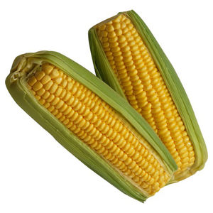 Venta al por mayor de maíz amarillo para alimentación animal, maíz amarillo seco para consumo humano, maíz amarillo no transgénico - Product Image 5