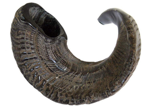 Oferta Emocionante: Shofar de Cuerno de Búfalo Moderno, Duradero y Exclusivo, Hecho a Mano en India, Kosher, Natural y Ecológico - Product Image 4