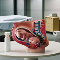 Modelo Anatómico de Pelvis Femenina con Bebé, Sección de Anatomía Humana, Maniquí para Entrenamiento Médico, Enseñanza Escolar y Cuidado del Paciente