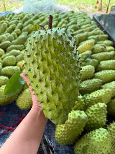 Premium IQF Frozen Soursop Pulp 100% Natural Tropical Fruit Vietnam - Product Image 4