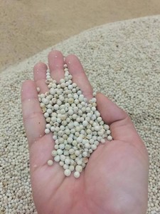 พริกไทยขาวเวียดนามขายส่งสำหรับส่งออก คุณภาพดี ราคาดีที่สุด - Product Image 5