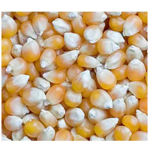 High Quality Yellow Corn Maize <b>Grains</b> Feed Corn Maize for Animal - Product Image 5