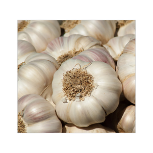 Bulk Supply <b>Fresh</b> Indian White Off White Garlic Bulbs with Strong Natural Aroma for Food Processing and Cooking - Product Image 4