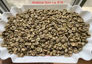 Café Arabica de qualité supérieure, meilleur prix, grains verts, processus naturel, saveur fruitée, provenance Son La, Vietnam, 2026 - Product Image 3