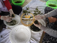 Vente Chaude : 100% Algues Marines Séchées (Caulerpa Lentillifera/Umibudo Lato) Takimex Global Export Vietnam