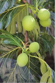 Fruta del Pan Congelada IQF Orgánica Natural al por Mayor - Fabricante del Delta de Vietnam - Entera/En Rodajas - Product Image 2