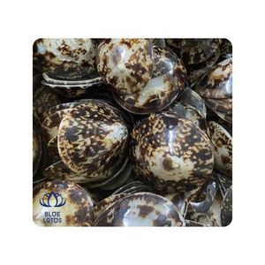 Conchas de Limpet de Calidad Premium para Decoración de Velas y Diseño Artístico, Superficie Limpia, Textura Distintiva, Ideal para Trabajos Creativos - Product Image 1