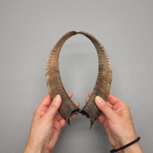 Paires de cornes de chèvre naturelles, finition rustique, écologiques, neuves, de haute qualité pour la décoration et l'artisanat - Product Image 3