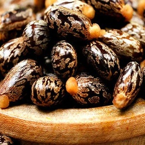เมล็ดละหุ่งสำหรับสกัดน้ำมัน - Product Image 1