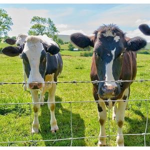 Recinzione per bestiame in filo zincato calibro 13, 3ft x 164ft, con rivestimento in zinco pesante, per campi, cervi e cinghiali, in rete metallica di ferro - Product Image 6