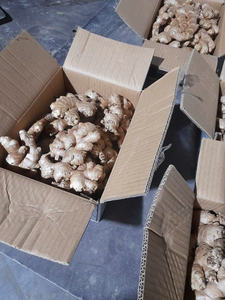 Jengibre Fresco de Vietnam, Raíz de Especia Lavada y Limpia de Primera Calidad, Suministro Global para Exportación - Product Image 6