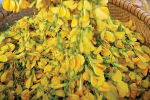 Flor de Sesbania Congelada IQF, Lista para Cocinar, Flor Comestible para Restaurantes y Servicios de Catering - Product Image 5