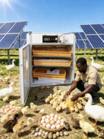 Incubateur à œufs solaire double alimentation 264 œufs - Contrôle automatique de la température et de l'humidité pour l'éclosion d'œufs de canard/oie/caille HJ-SI3