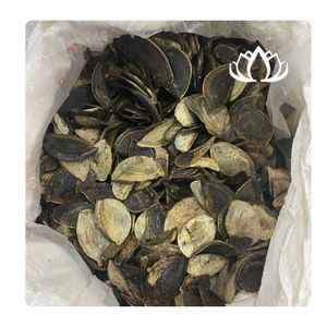 BEST SELLER Dried Murex Operculum Shells for Incense Craft and Aroma Release Creating Relaxing Space Premium Quality Safe Source - Product Image 6