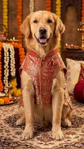 Sherwani Étnico de Primera Calidad para Mascotas, Diseño Tradicional Indio, Bordado Elegante, Ropa Festiva y Elegante para Mascotas - Product Image 4