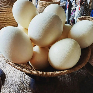 Fournisseur fiable d'œufs d'autruche frais de qualité supérieure et de grande taille - Product Image 5